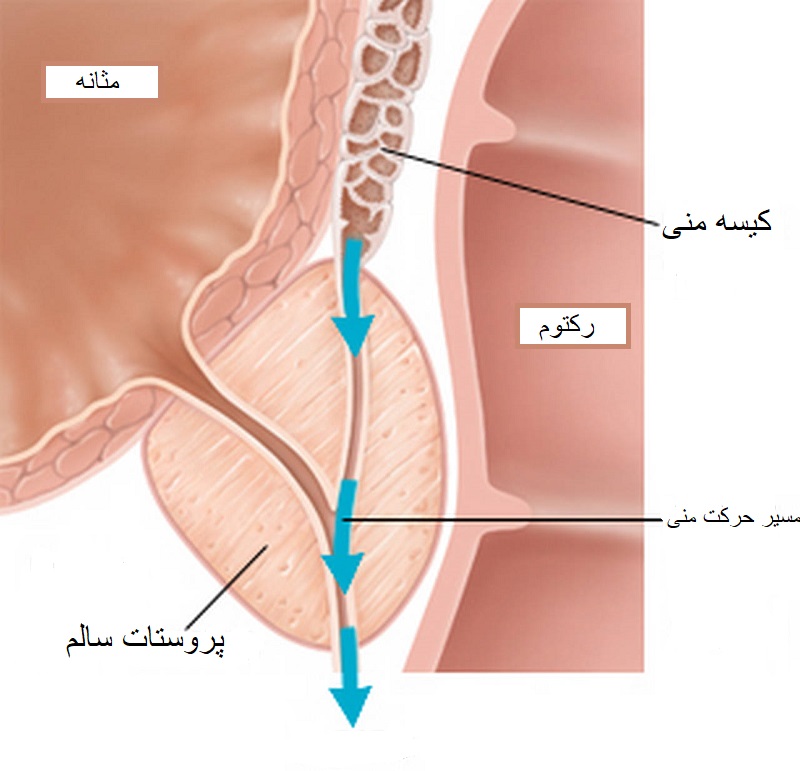 مایع منی