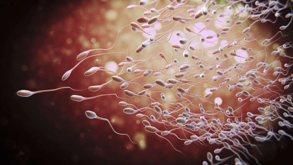 چه عاملی عمر اسپرم ها را تعیین می کند؟